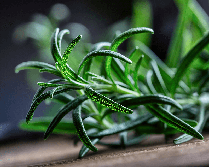 From Rosemary to Rosmarinic: Exploring the Source and Extraction Process