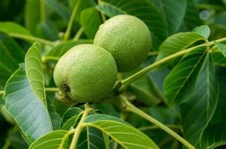 Walnut Peptide with Low Pesticide Residues (3)