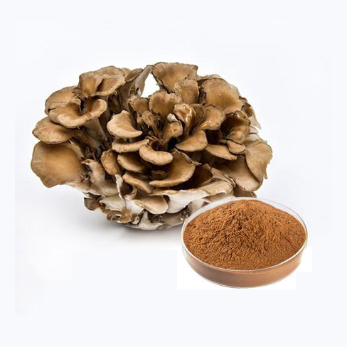 Grifola frondosa extract supplier Yangge Biotech Grifola frondosa extract supplier Yangge Biotech